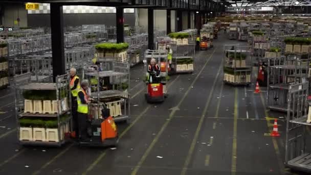 Gran Almacén Subastas Flores Aalsmeer Países Bajos 2023 Los Trabajadores — Vídeo de stock