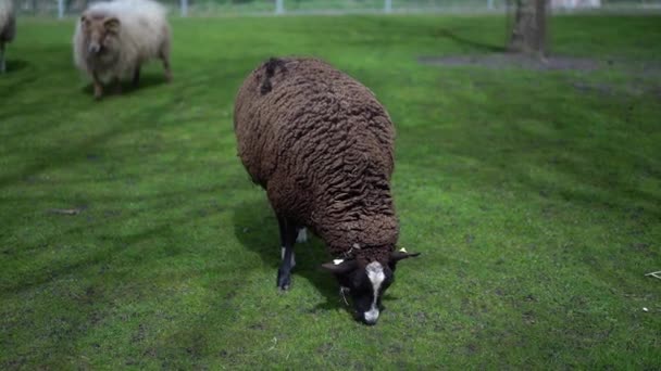 Ένα Κοπάδι Πρόβατα Βόσκει Στο Λιβάδι Ενός Αγρότη Λευκά Και — Αρχείο Βίντεο
