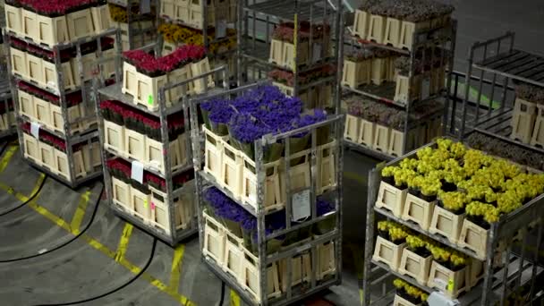 Obrovský Aukční Sklad Květin Aalsmeer Nizozemsko 2023 Skladníci Dodávají Objednávky — Stock video