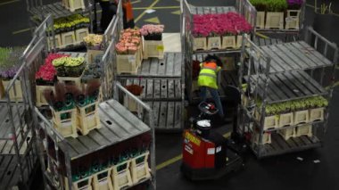 Hollanda, Aalsmeer 'deki büyük çiçek müzayedesi deposu 03.31.2023. Depo çalışanları, depoların etrafındaki kamyon ve kamyonlarla toptan çiçek alıcıları için sipariş veriyor..