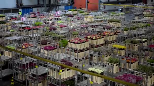 Hollanda Aalsmeer Deki Büyük Çiçek Müzayedesi Deposu 2023 Depo Çalışanları — Stok video