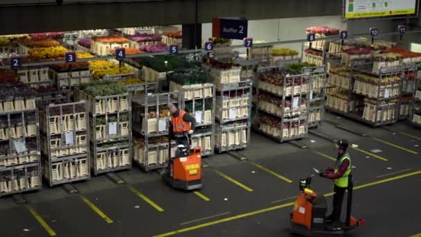 オランダのAalmeerにある巨大な花のオークションの倉庫03 2023 倉庫労働者は倉庫周辺のトラックやバンで卸売花の購入者のための注文を配信します — ストック動画
