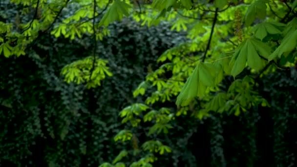 在深色常春藤的背景下 对年轻的绿色栗子叶作了特写 轻风摇曳着树枝 视频在黑暗的钥匙里 美丽的春天自然录像4 嫩绿多汁的叶色 — 图库视频影像