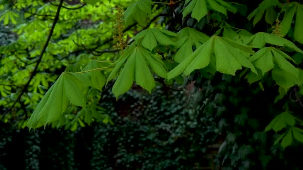 Zbliżenie Młodych Zielonych Liści Kasztanowca Tle Ciemnego Bluszczu Lekki Wiatr — Wideo stockowe