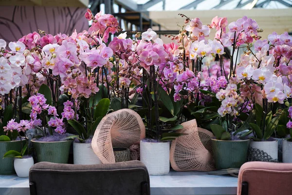 Close-up of branches of pink orchids.Home flowers.Decoration of the interior, wedding or office with natural flowers.Many pots with blooming tropical colorful flowers on the table