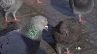  Şehrin merkez meydanında eski bir kaldırım taşında ekmek yiyen büyük bir şehir gri güvercin sürüsünün yakın çekimi, yavaş çekim, doğa videosu..