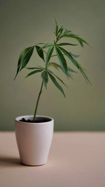 Primer Plano Brote Cannabis Que Crece Una Maceta Para Hacer — Foto de Stock