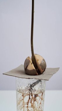 Genç taze bir avokado filizlenir ve beyaz arka planda su bulunan cam bir şişedeki tohumdan kök salar. Avokado tohumu filizlenmesi, evde bahçe işleri.