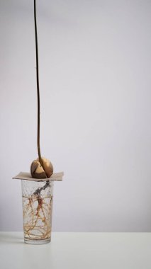 Genç taze bir avokado filizlenir ve beyaz arka planda su bulunan cam bir şişedeki tohumdan kök salar. Avokado tohumu filizlenmesi, evde bahçe işleri.