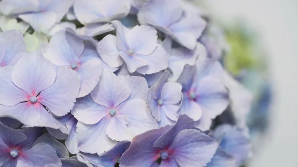 파란색 수국의 민감한 꽃잎의 클로즈업 선택적인 깨지기 아름다운 매크로 보라색 — 스톡 사진