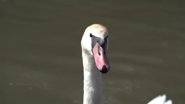 Close Grupo Cisnes Eurasiáticos Brancos Lago Dia Ensolarado Maiores Pássaros — Vídeo de Stock