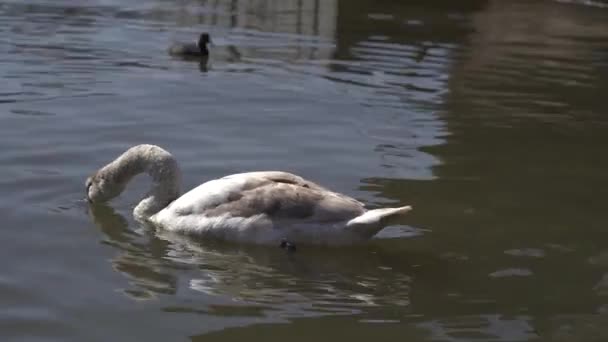 Primer Plano Grupo Cisnes Blancos Eurasiáticos Lago Día Soleado Las — Vídeos de Stock