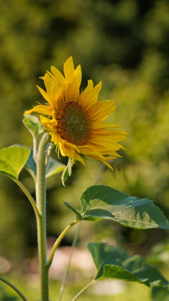 Detailní Záběr Žlutého Slunečnicového Květu Poli Krásný Přírodní Baner Venkovská — Stock fotografie