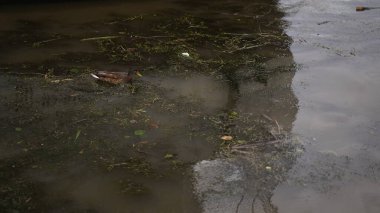 Ördekler kirli şehir nehrinde, su deposunda, gölde, suda plastik şişelerde yüzerler. İnsan kirliliği konsepti, rezervuar endüstrisi, çevre felaketi, kuşlar ve hayvanların ölümü. Kahverengi su