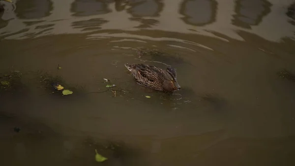 Ördekler Kirli Şehir Nehrinde Deposunda Gölde Suda Plastik Şişelerde Yüzerler — Stok fotoğraf