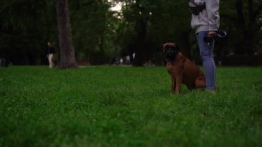  Şirin bir kahverengi boksör köpeği akşamları sahibiyle birlikte parkta ya da yeşil çimlerin üzerinde gezer. Evcil hayvan kavramı, aktif yaşam tarzı, hayvan sevgisi, evcil hayvanlar. Şehir parkında bir köpekle akşam yürüyüşü.