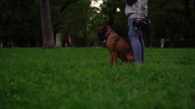  Şirin bir kahverengi boksör köpeği akşamları sahibiyle birlikte parkta ya da yeşil çimlerin üzerinde gezer. Evcil hayvan kavramı, aktif yaşam tarzı, hayvan sevgisi, evcil hayvanlar. Şehir parkında bir köpekle akşam yürüyüşü.