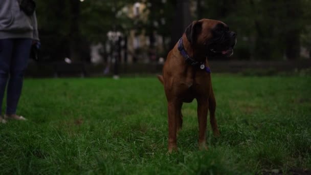 Söt Brun Boxer Hund Promenader Med Sin Ägare Kvällen Park — Stockvideo