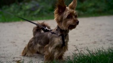 Şirin Yorkshire Teriyeri akşam sahibinin tasmasıyla parkta ya da yeşil çimlerin üzerinde gezer. Evcil hayvan kavramı, aktif yaşam tarzı, hayvan sevgisi, evcil hayvanlar. Şehir parkında köpekle akşam yürüyüşü.