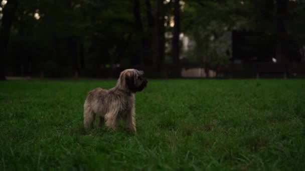 かわいい灰色のラサ アッソ犬は 緑の草の上の公園や庭で夕方に飼い主と散歩しています ペット アクティブライフスタイル 動物の愛 ペットの概念 街の公園で犬と一緒に散歩する — ストック動画