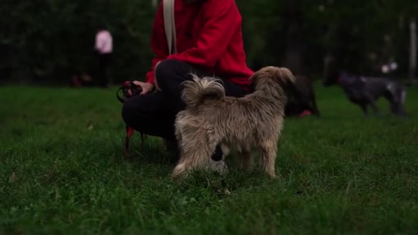 Roztomilý Šedý Pes Lhasa Apso Večer Prochází Svým Pánečkem Parku — Stock video