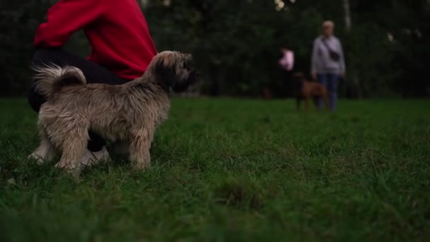 かわいい灰色のラサ アッソ犬は 緑の草の上の公園や庭で夕方に飼い主と散歩しています ペット アクティブライフスタイル 動物の愛 ペットの概念 街の公園で犬と一緒に散歩する — ストック動画