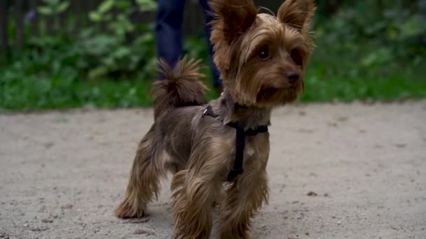 かわいいヨークシャーテリアは 緑の草の上の公園や庭で夕方に飼い主とリーシュを歩いています ペット アクティブライフスタイル 動物の愛 ペットの概念 街の公園で犬と散歩する — ストック動画