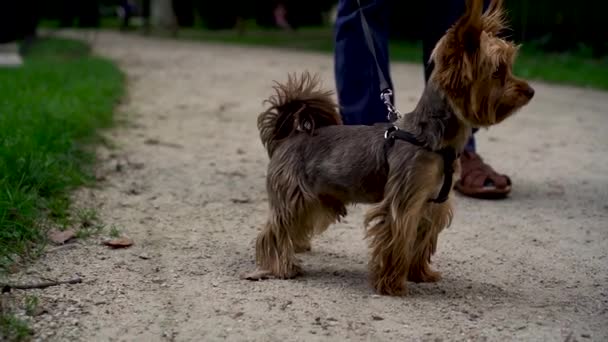 Söt Yorkshire Terrier Går Koppel Med Sin Ägare Kvällen Park — Stockvideo