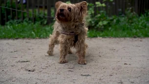 かわいいヨークシャーテリアは 公園や庭で夕方に所有者からリーシュにフレームとバークを見ます ペット アクティブライフスタイル 動物の愛 ペットの概念 街の公園で犬と散歩する — ストック動画