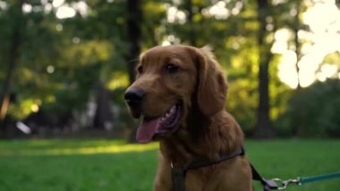 Park halindeki sevimli İngiliz Cocker Spaniel köpeğinin portresi akşam güneşinde ağaçların arka planında. Evcil hayvan, aktif yaşam tarzı, hayvan sevgisi kavramı. Şehir parkında köpekle akşam yürüyüşü.