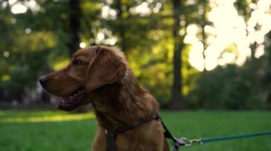 Park halindeki sevimli İngiliz Cocker Spaniel köpeğinin portresi akşam güneşinde ağaçların arka planında. Evcil hayvan, aktif yaşam tarzı, hayvan sevgisi kavramı. Şehir parkında köpekle akşam yürüyüşü.