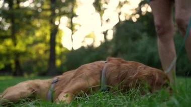 Park halindeki sevimli İngiliz Cocker Spaniel köpeğinin portresi akşam güneşinde ağaçların arka planında. Evcil hayvan, aktif yaşam tarzı, hayvan sevgisi kavramı. Şehir parkında köpekle akşam yürüyüşü.