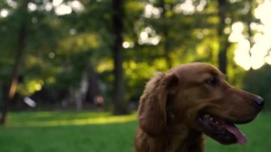 Park halindeki sevimli İngiliz Cocker Spaniel köpeğinin portresi akşam güneşinde ağaçların arka planında. Evcil hayvan, aktif yaşam tarzı, hayvan sevgisi kavramı. Şehir parkında köpekle akşam yürüyüşü.