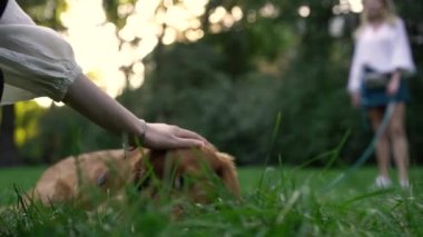 Akşamları çimlerin üzerinde park etmiş güzel kahverengi İngiliz cocker spaniel puppy 'i okşayan kadının yakın çekimi. Evcil hayvan konsepti, aktif yaşam tarzı, hayvan sevgisi, evcil hayvanlar. Şehir parkında köpekle akşam yürüyüşü.