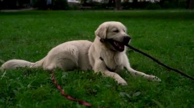 Labrador Retriever cinsinin sevimli genç köpeği akşamları çim çiğner ve çimlerde oynar. Evcil hayvan kavramı, aktif yaşam tarzı, hayvan sevgisi, evcil hayvanlar. Şehirde köpekle akşam yürüyüşü.