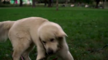 Labrador Retriever cinsinin sevimli genç köpeği akşamları çim çiğner ve çimlerde oynar. Evcil hayvan kavramı, aktif yaşam tarzı, hayvan sevgisi, evcil hayvanlar. Şehirde köpekle akşam yürüyüşü.
