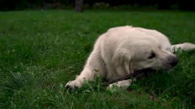 Labrador Retriever cinsinin sevimli genç köpeği akşamları çim çiğner ve çimlerde oynar. Evcil hayvan kavramı, aktif yaşam tarzı, hayvan sevgisi, evcil hayvanlar. Şehirde köpekle akşam yürüyüşü.