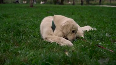 Labrador Retriever cinsinin sevimli genç köpeği akşamları çim çiğner ve çimlerde oynar. Evcil hayvan kavramı, aktif yaşam tarzı, hayvan sevgisi, evcil hayvanlar. Şehirde köpekle akşam yürüyüşü.