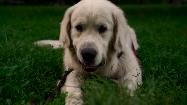 ラブラドールレトリーバーのかわいい若い犬は 夜に公園や庭でチューズスティックと芝生を果たします ペット アクティブライフスタイル 動物の愛 ペットの概念 夜は街で犬と散歩する — ストック動画