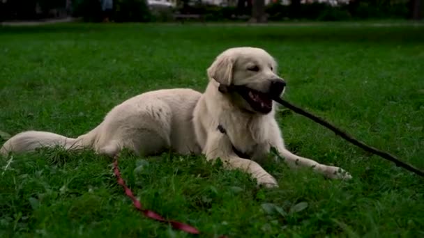 Söt Ung Hund Labrador Retriever Ras Tuggkäpp Och Spelar Gräs — Stockvideo