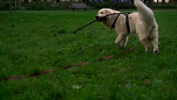 Söt Ung Hund Labrador Retriever Ras Tuggkäpp Och Spelar Gräs — Stockvideo