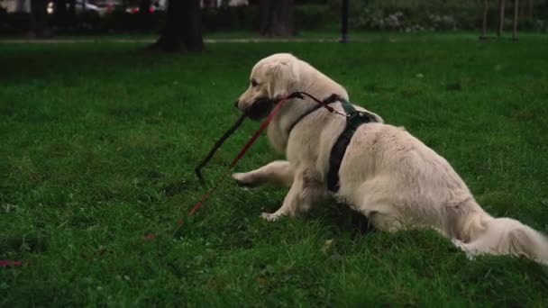 Aranyos Fiatal Kutya Labrador Retriever Fajta Rágcsálni Játszik Parkban Vagy — Stock videók