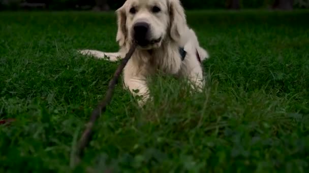 ラブラドールレトリーバーのかわいい若い犬は 夜に公園や庭でチューズスティックと芝生を果たします ペット アクティブライフスタイル 動物の愛 ペットの概念 夜は街で犬と散歩する — ストック動画