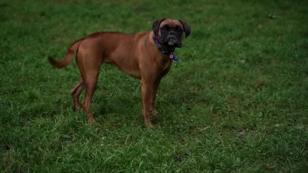 Cute Brown Boxer Dog Looks Distrustfully Frame Evening Park Backdrop — Stock Video