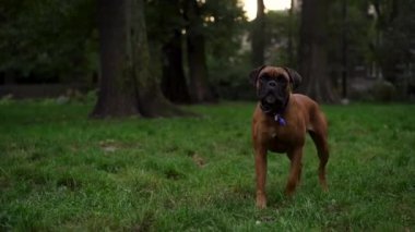 Saldırgan bir kahverengi boksör köpeği sinirlenir, akşamleyin parkta yeşil çimenlerin arka planına bakarak havlar ve koşar. Köpek sahibini ya da bölgesini korur. Tehlikeli hayvanlar.