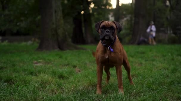 Agresivní Hnědý Boxerský Pes Rozzlobí Štěká Spěchá Dívat Kamery Večerních — Stock video