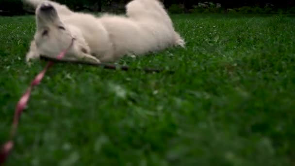 ラブラドール レトリーバーの可愛い若い犬は 公園や庭で夕方に草の上に喜んでいます ペット アクティブライフスタイル 動物の愛 ペットの概念 夜は街中の犬と散歩する — ストック動画