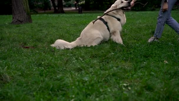 Una Joven Juega Con Perro Labrador Retriever Por Noche Parque — Vídeos de Stock