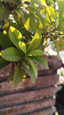 Güneşli bir günde, tencerede yeşil bir bitkinin kapağını kapatın. Bahçede, güneş ışığı ve gölgesi olan yeşil bir bitkinin yanına.