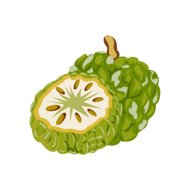 Beyaz arka planda izole edilmiş muhallebi elması illüstrasyonu. Taze meyvenin tasarım elementi çizimi.